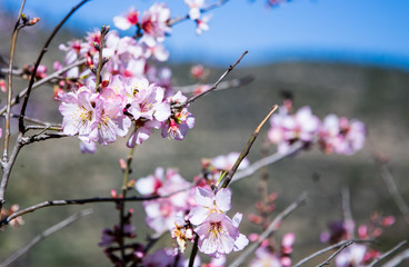 cherry blossom on background of blue sky