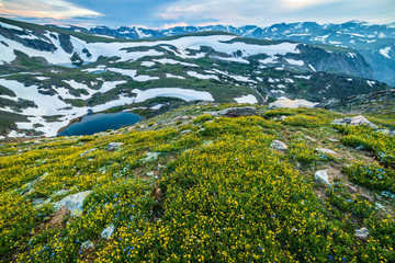 Wildflowers blooning in the Beartooth Mountains of Montana