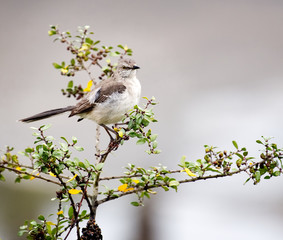 A closeup of a Mockingbird on a branch with a blurred background.