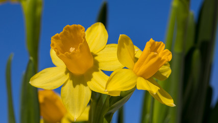 Gelbe Narzissen