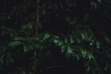 tree nature leaves