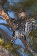 Northern pygmy owl in Wyoming