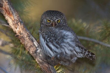 Northern pygmy owl in Wyoming