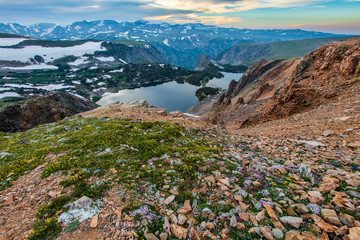 Wildflowers blooning in the Beartooth Mountains of Montana