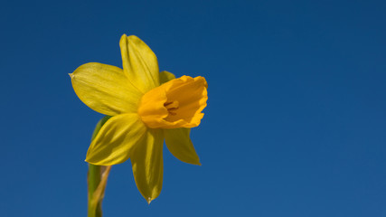 Gelbe Narzisse leuchtet im blauen Himmel