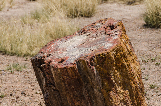 Petrified Wood Stump