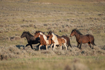 Band of wild mustangs in western Wyoming
