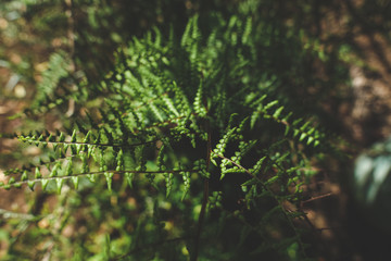green fern branch