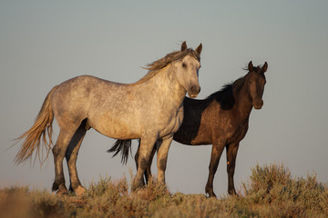 Wild horse or mustang