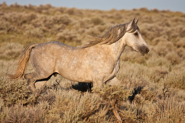 Wild horse or mustang