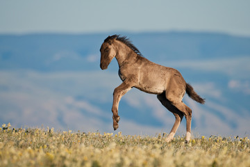 Wild mustang foal in Montana