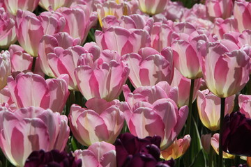 Obraz premium bouquet of tulips