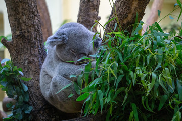 koala in a tree
