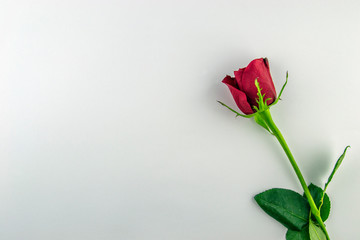 International Women's Day, March 8. Red Rose on a white background. Top view.