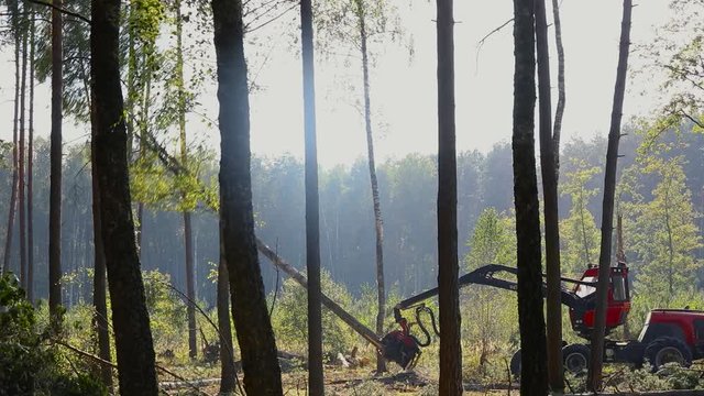 A cut-to-length (CTL) forest harvester. Pine Forest Harvesting Machine. Logging Equipment. The forestry industry. The harvester lumberjack working in a forest. Forest Wheeled Harvesters.