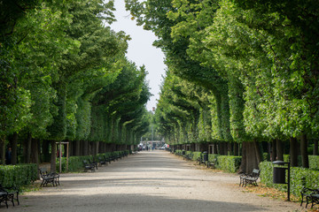 Tree alley in vienna