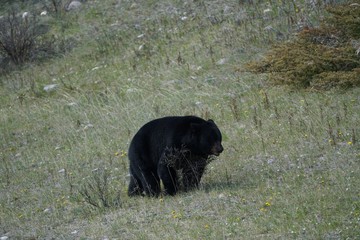 Black Bear in Jasper National Park