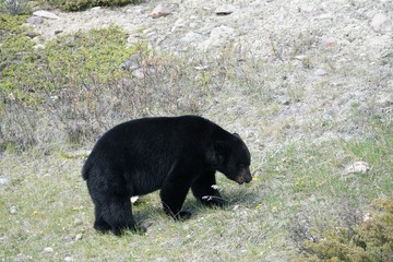 Black Bear in Jasper National Park