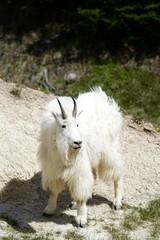 White Mountain Goat in Banff National Park
