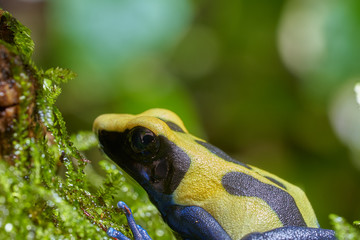 Dendrobates tinctorius citronella F1