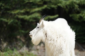 White Mountain Goat in Banff National Park