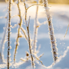 Rosehip in the winter sunlight