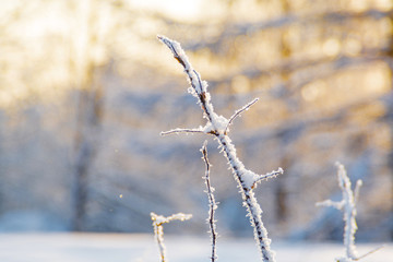 Rosehip in the winter sunlight