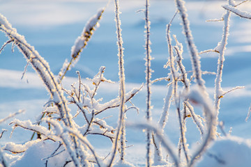 Rosehip in the winter sunlight