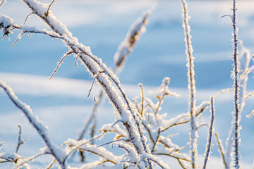 Rosehip in the winter sunlight