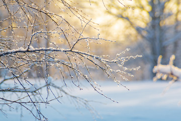 Tree in the winter sunlight