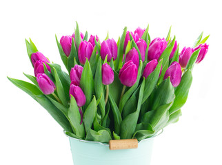 Pink fresh tulips