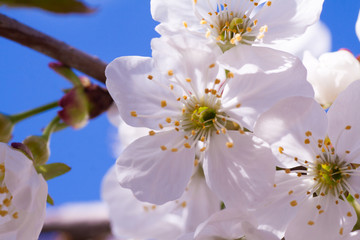 Branches of blossoming apricot macro