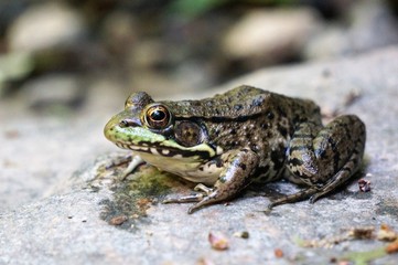 Frog sitting on stone. Side view. Summer 2018. USA.
