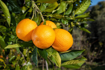 Close-up of oranges on the tree.