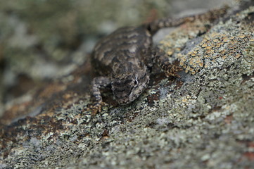 Small lizard crawling on a grey stone covered by the many-colored lichens.