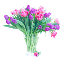 Pink fresh tulips