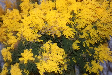yellow mimosa plant. romantic. botanical gift for Mother's Day or Women's Day in March