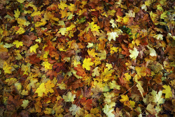 Maple leaves are multicolored fallen in autumn as the background for the design.