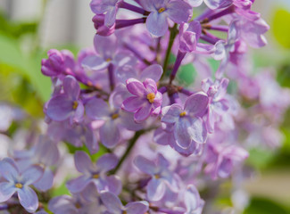 A tender color lilac flowers blooming in the spring