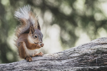 Red Squirrel eating