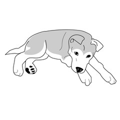 Siberian Husky Puppy Laying Down, Vector Illustration