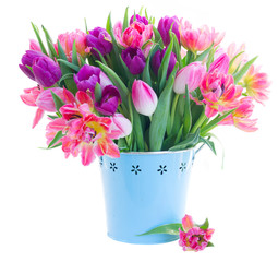 Pink fresh tulips