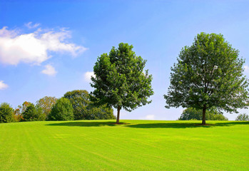 Two trees on a grassy hill against blue sky
