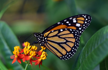 monarch schmetterling von der Seite