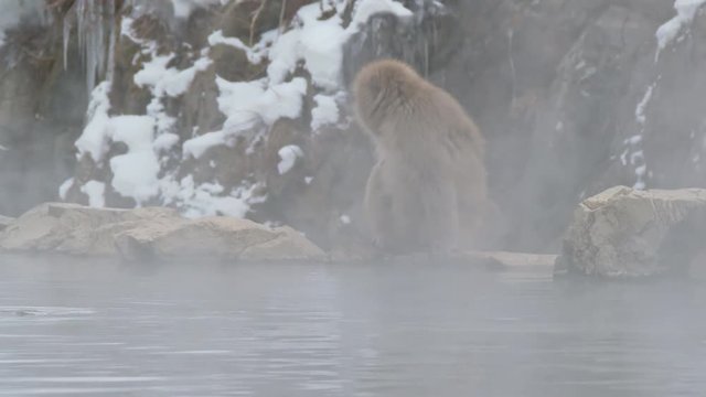Japanese monkey fighting parent and child. Jigokudani Monkey Park, Nagano Prefecture, Japan.