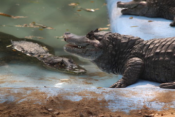 Crocodile
