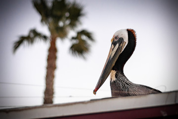 pelican