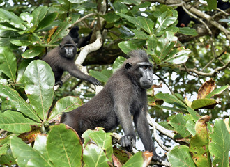 Macaques on the tree. Celebes crested macaque , also known as the crested black macaque, Sulawesi crested macaque, or the black ape. Natural habitat. Sulawesi. Indonesia.