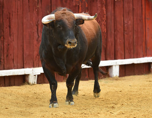 toro en españa