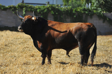 toro en españa